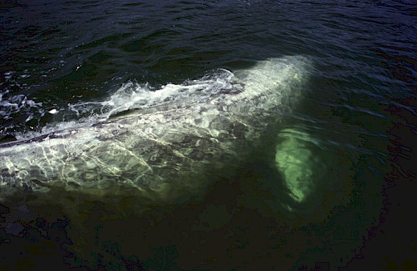 Grey whale by Adrian Dorst