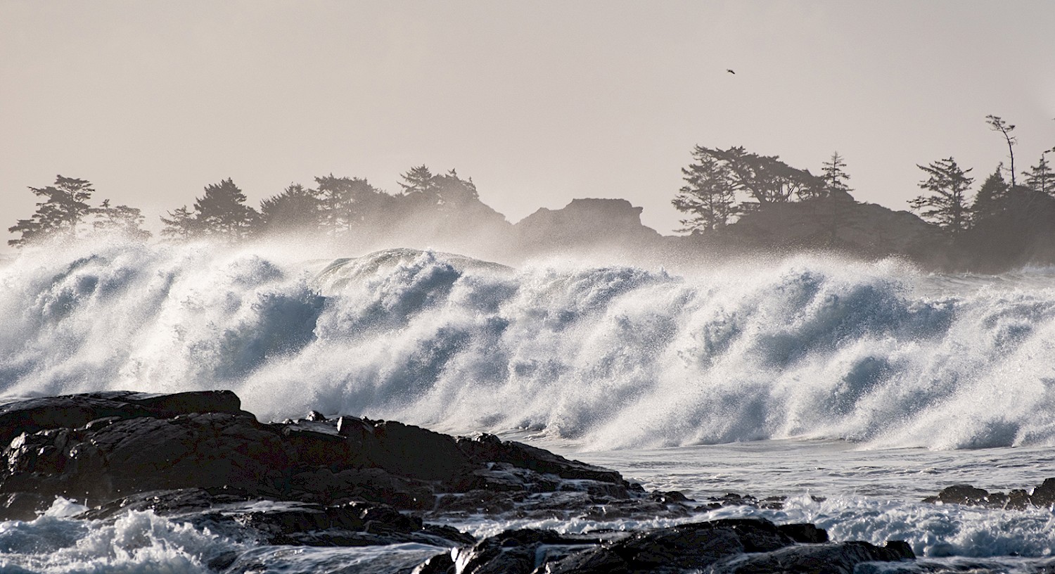 Large storm waves breaking against the rocks on Chesterman Beach with silhouetted trees from Frank Island in the background.