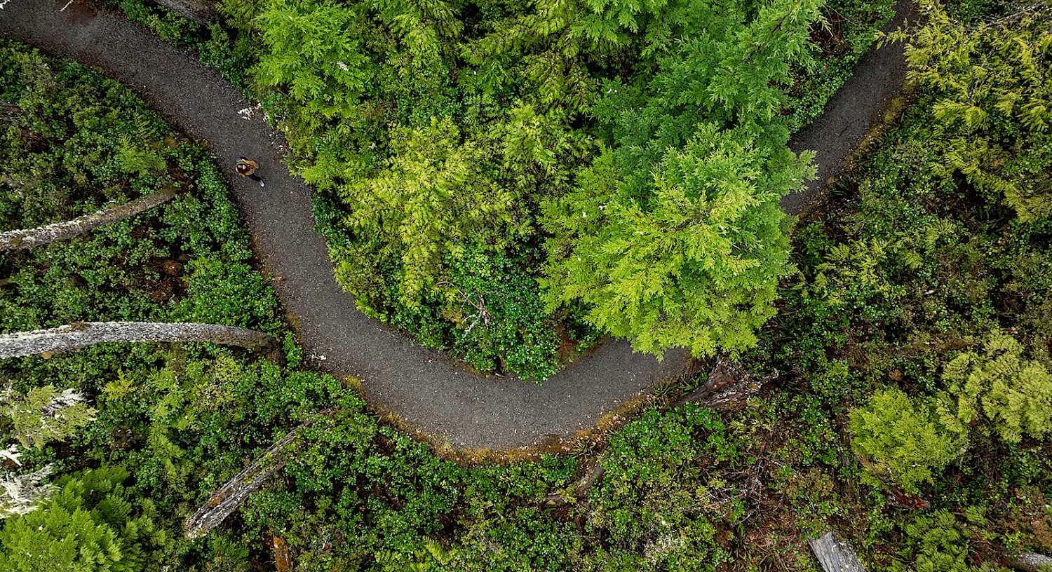 Aerial view of a winding path through a dense green forest