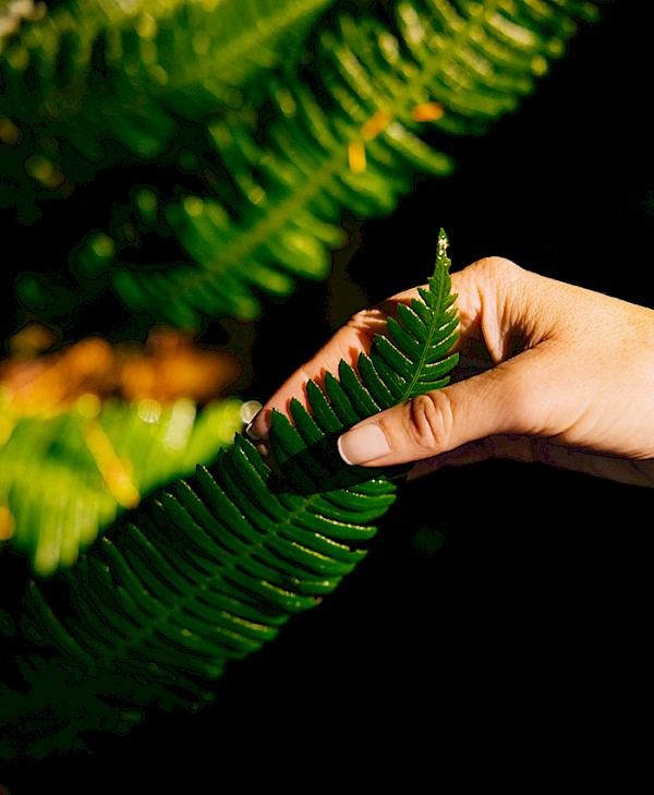 A person's hand touching a vibrant green fern frond, illuminated by sunlight against a dark background