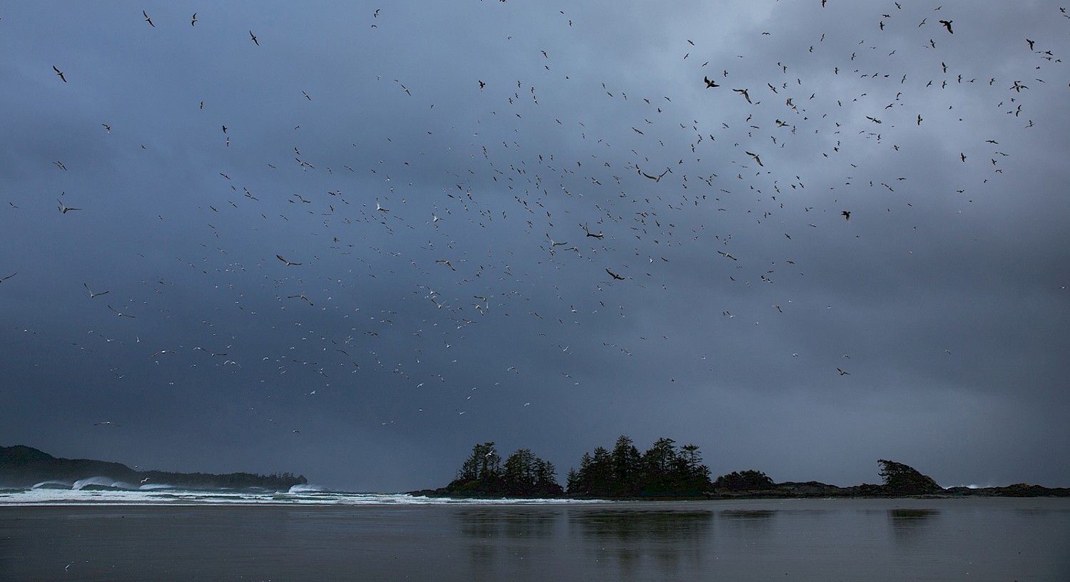 Flock of seabirds flying over stormy waves and Frank Island on Chesterman Beach.