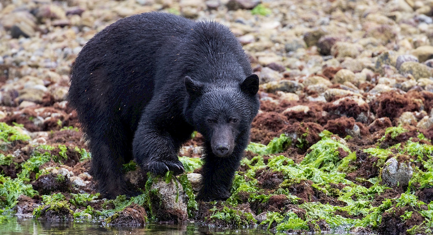 Black bear walking across rocky, seaweed-covered shoreline while foraging