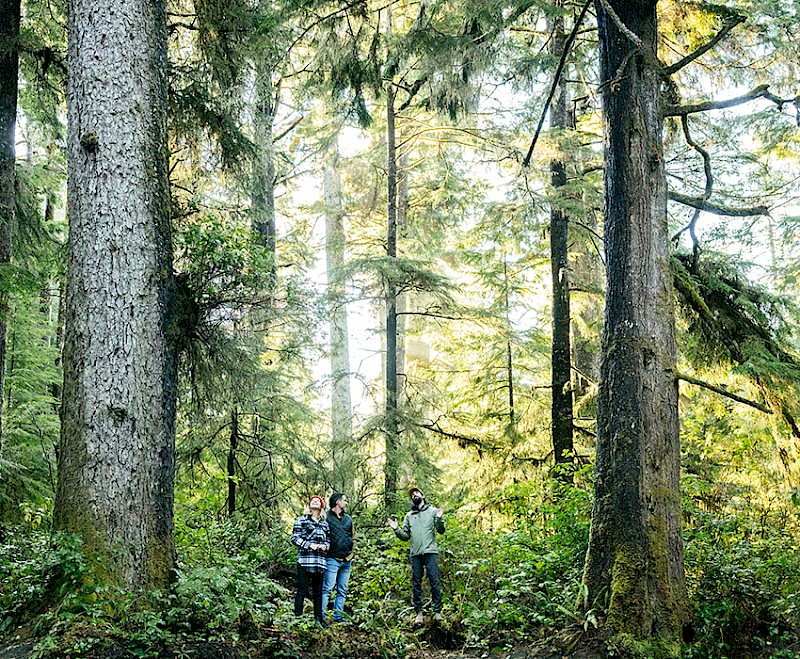Three people standing among tall old-growth trees during a guided forest walk