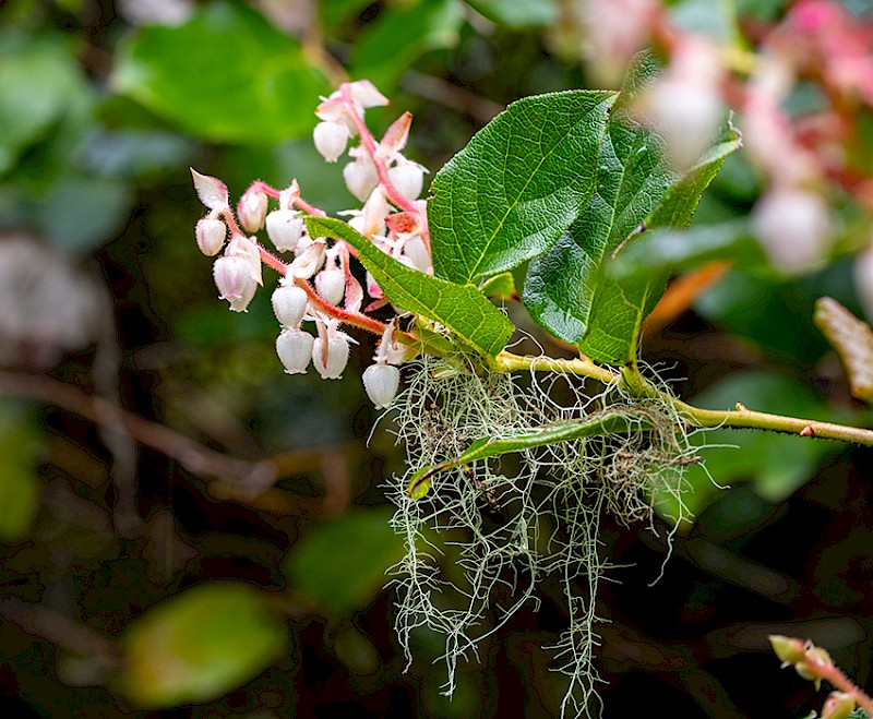 Close-up of salal leaves and pink-white spring blossoms with hanging lichen