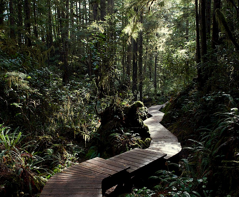 Wooden boardwalk weaving its way through an ancient forest with sunlight dappled on the forest floor and wooden planks