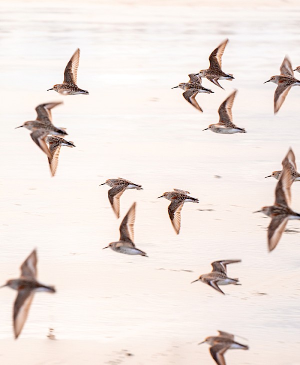 Group of sandpipers flying in formation over the reflective shoreline