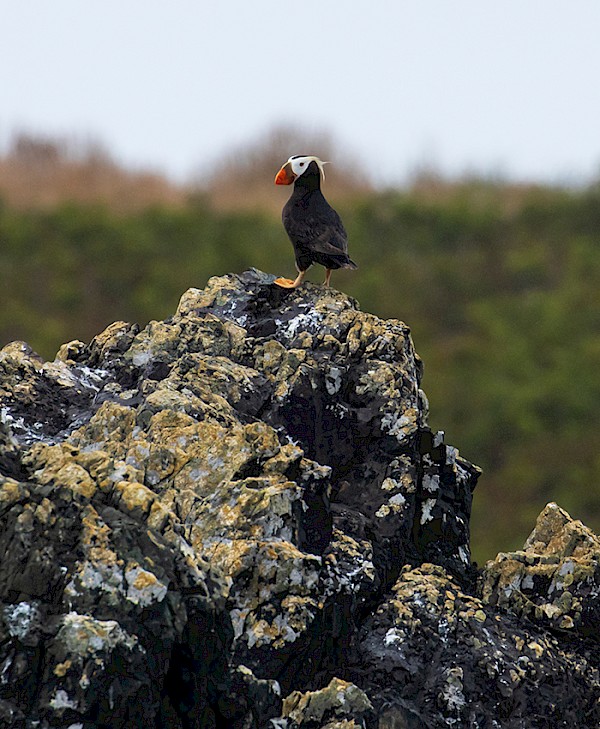 Tufted puffin standing on lichen-covered coastal rock