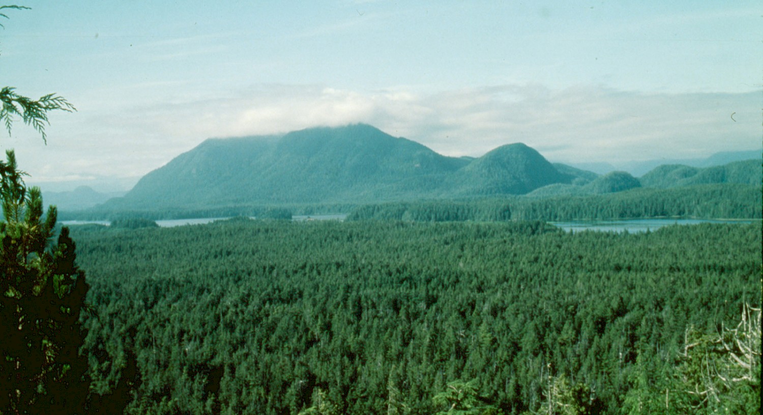 Panoramic view of Meares Island, showcasing lush green forests under a clear sky with a mountain range in the background and a ocean waters partially visible.