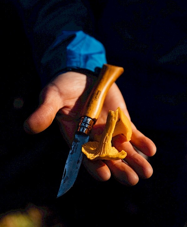 A person holding a small chantarelle mushroom and a knife in their hand