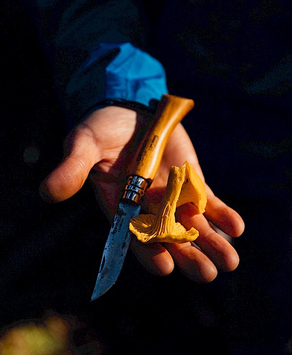 A closeup of hands holding chantarelle mushrooms and a pocket knife. The rest of the image fades to black