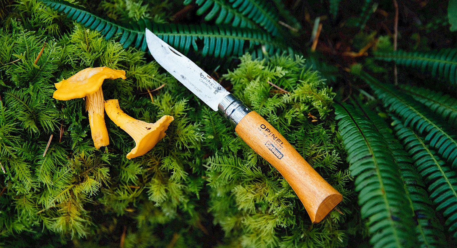 Opinel knife with a wooden handle lying on a bed of green moss and ferns next to two chanterelle mushrooms.