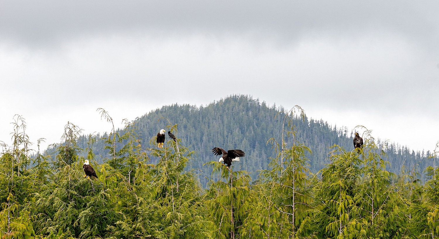 Several eagles perched along the treetops with moutains in the background