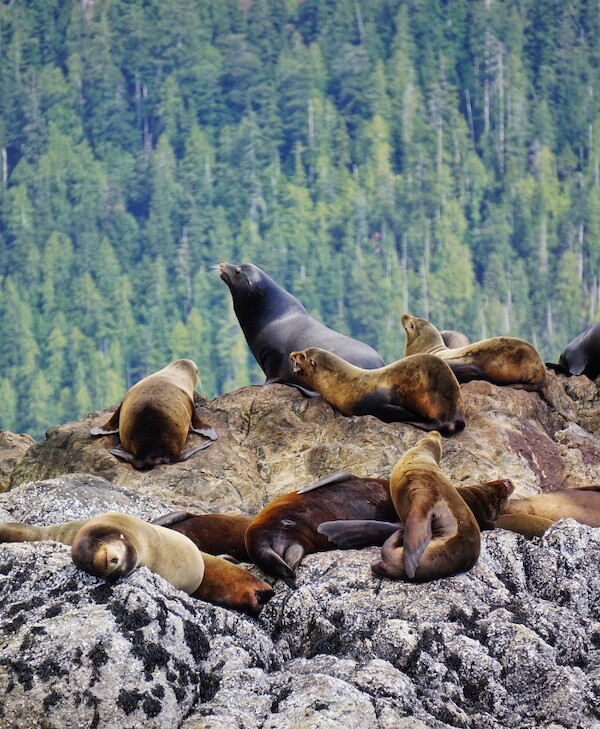 Group of California sea lions gathers on a rock off the coast of Tofino