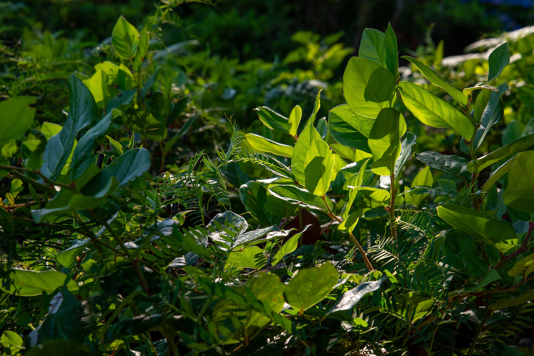 Green Salal Bush with Sunlight by Caitlin Ronda