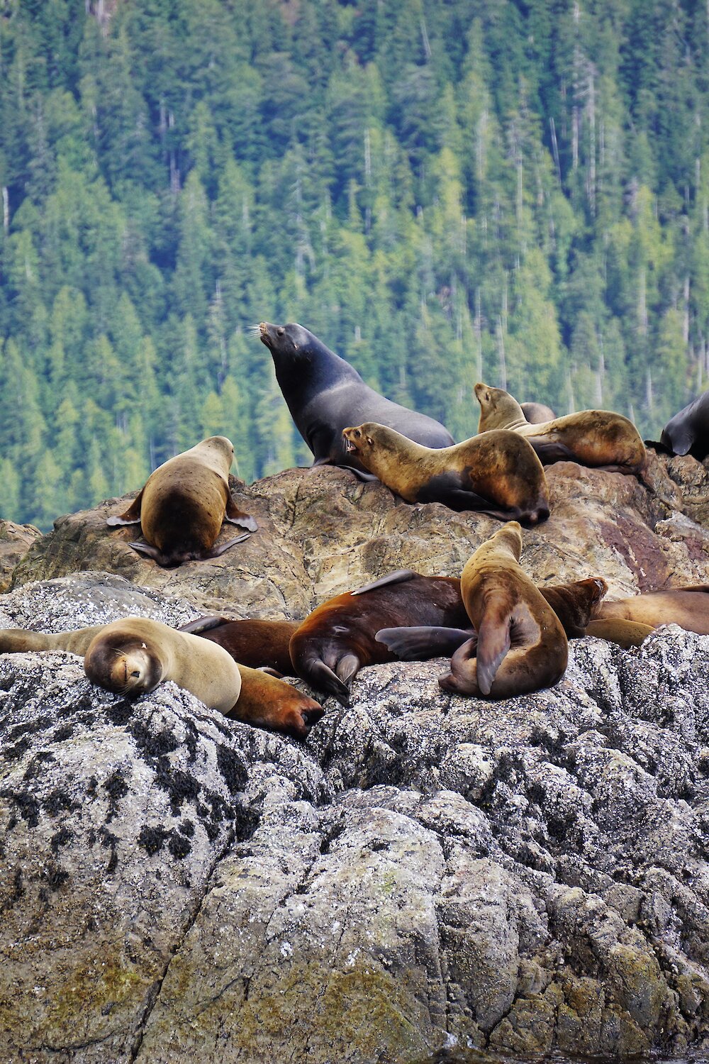 Sea lions lounging on the rocks