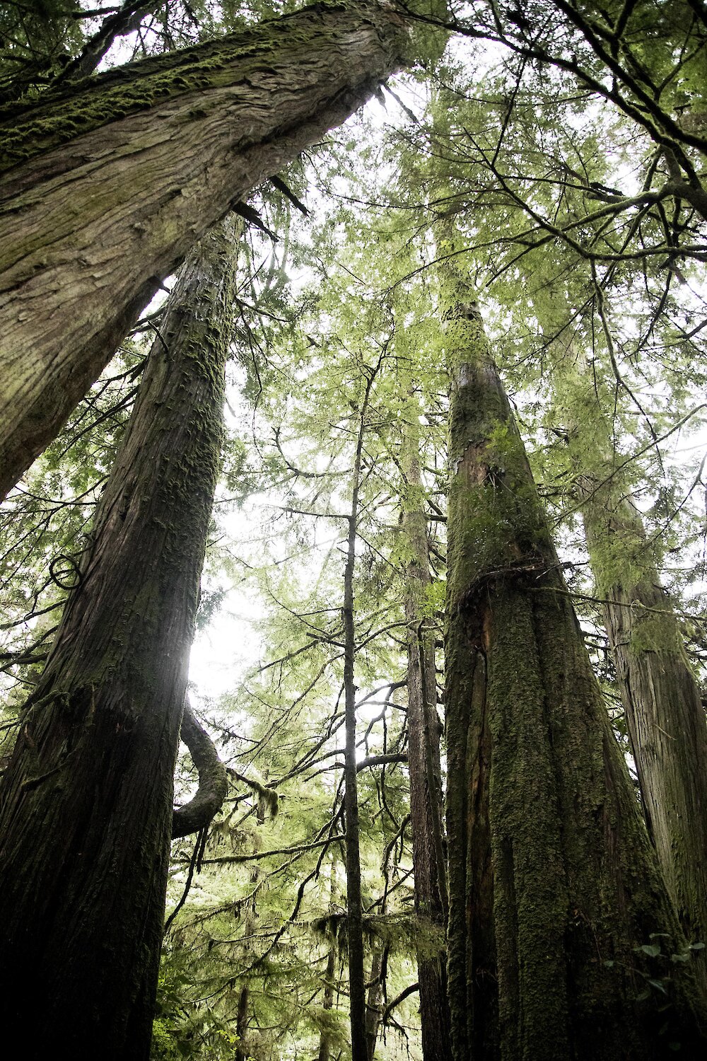 Looking up at the trees in the rainforest